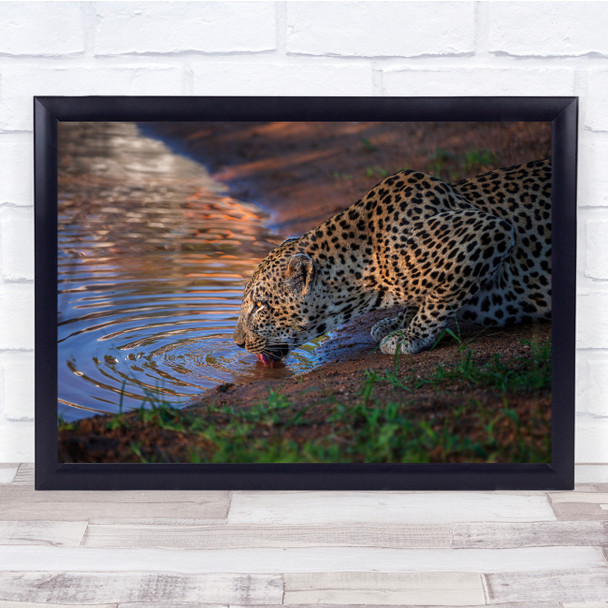 Leopard Hunting Thirst Drinking Wild Cat Wall Art Print
