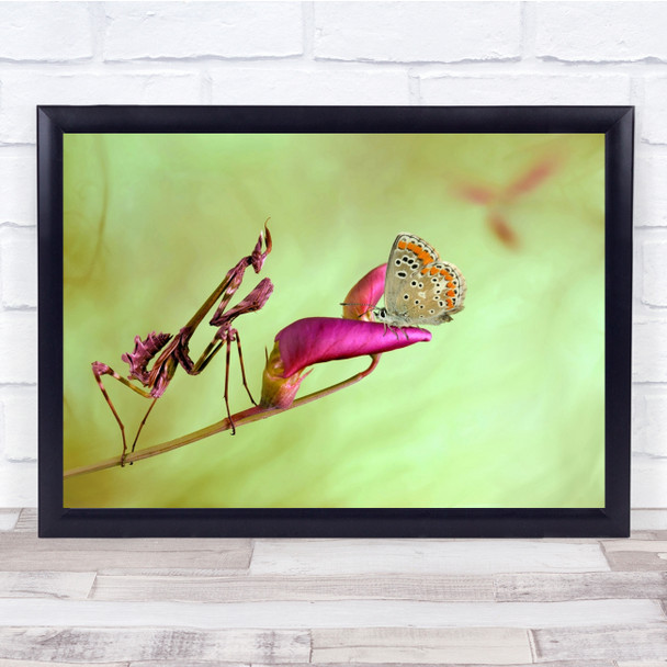 Mantis Butterfly Flower Bug Insect Spain Wall Art Print