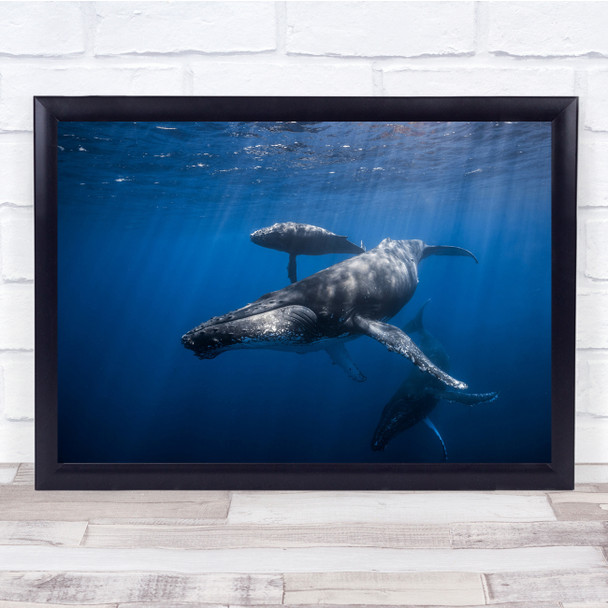 Whale Wildlife Sea Ocean Underwater Dive Wall Art Print