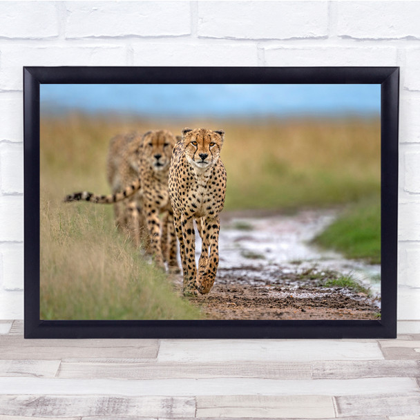 Africa Cheetah Line Queue Group Hunters Wall Art Print