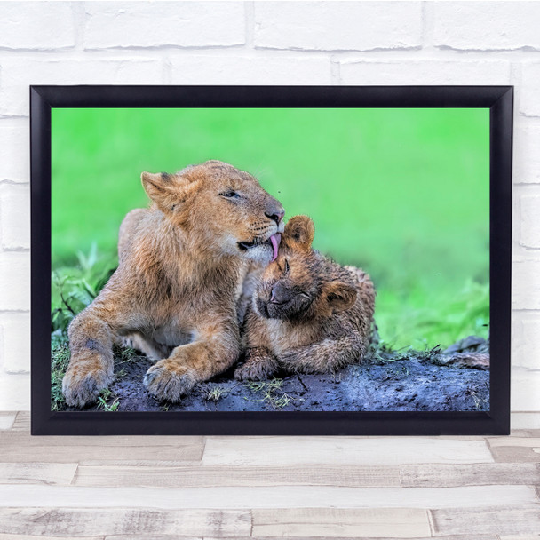 Lion Cub Animal Wildlife Mother Lioness Wall Art Print