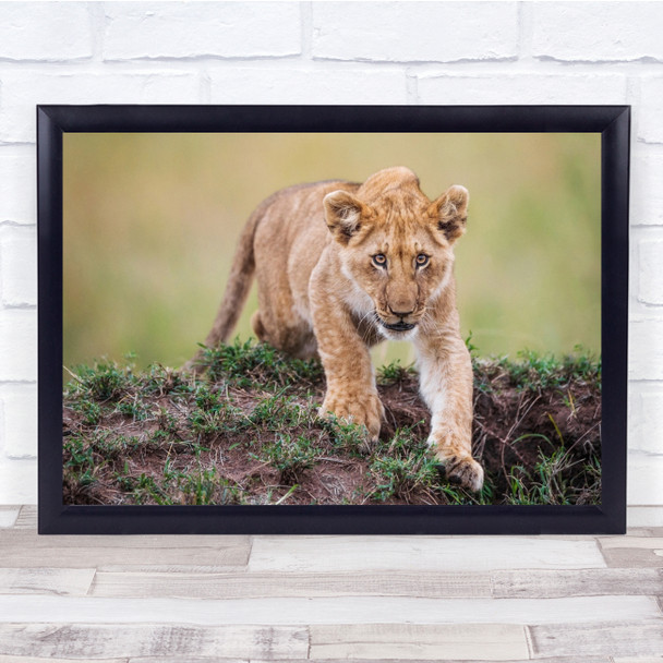 Lion cub hunting prey close up wildlife Wall Art Print