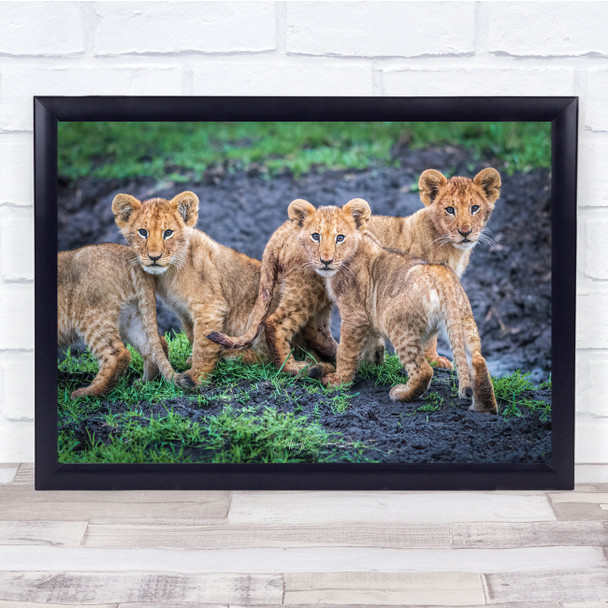 Lions Cubs Wildlife Nature Animals cute Wall Art Print