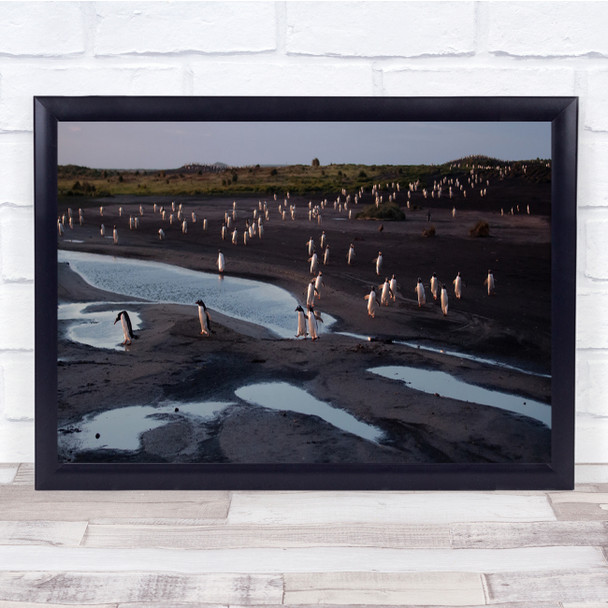 Penguin Morning Islands Wildlife Nature Wall Art Print