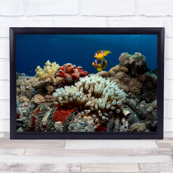 Underwater Reefs Coral Fish Anemonefish Wall Art Print