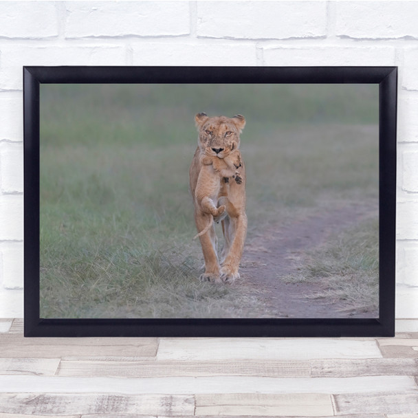 Wildlife Wild Nature Cub Lioness Feline Wall Art Print