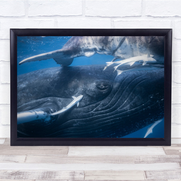 Sea Humpback Whale Underwater Wildlife Wall Art Print