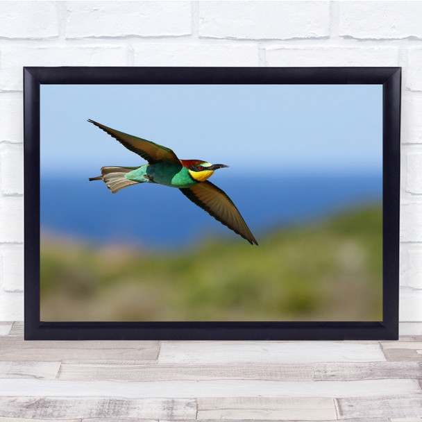 Bee Eater Birds Wildlife nature flight Wall Art Print