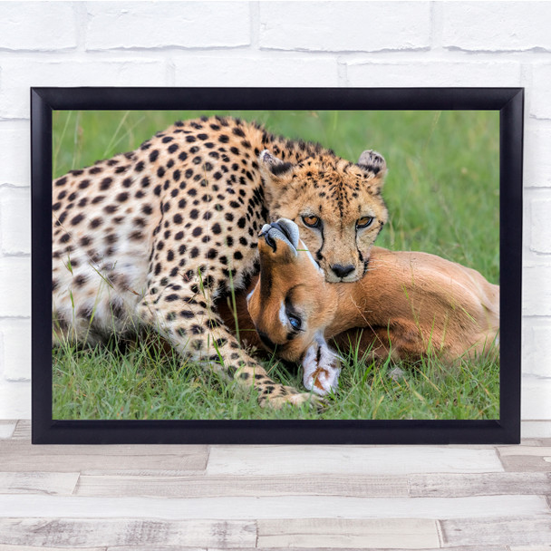 Cheetah Animal Hunting Wildlife Nature Wall Art Print