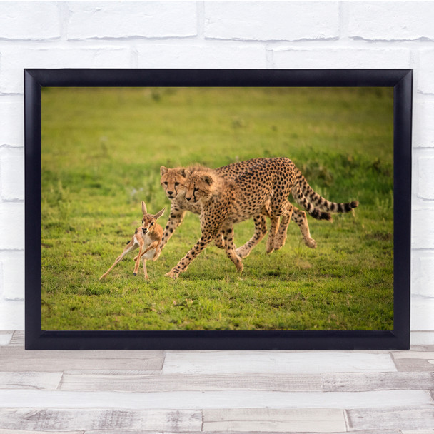 Cheetahs Wildlife Nature preying Chase Wall Art Print