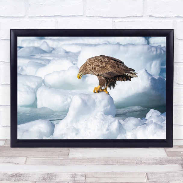 Eagles Wildlife Nature Ice Winter Snow Wall Art Print