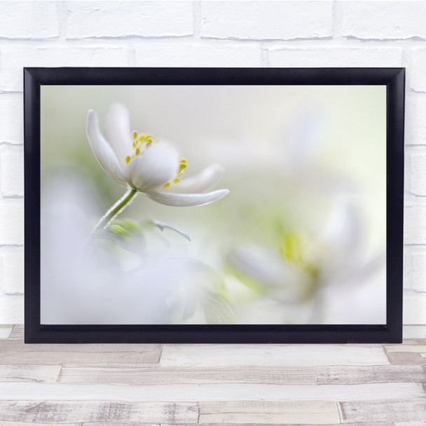 Macro Tender Soft Blur High Key Flower Wall Art Print