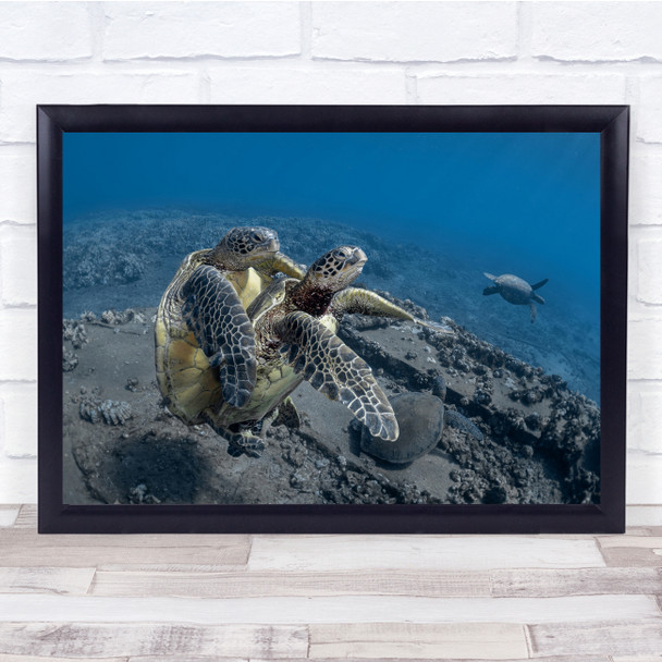 Mating Turtles Sea Underwater Wildlife Wall Art Print