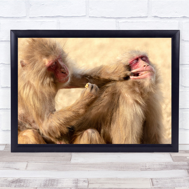 Monkey Food Wildlife Animal funny face Wall Art Print