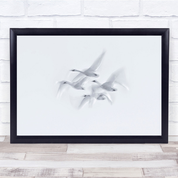 white minimal swans flying nature blur Wall Art Print