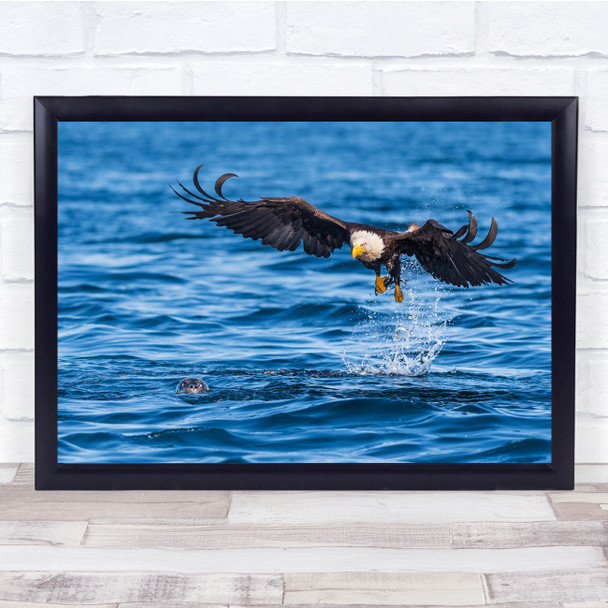 Eagle Hunting Wings Sea Lion Swimming Wall Art Print