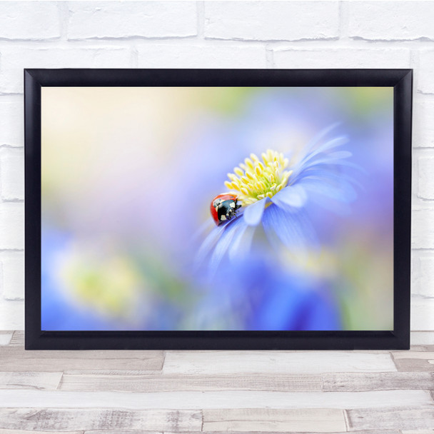 Ladybird Windflower Blue Spring Flora Wall Art Print