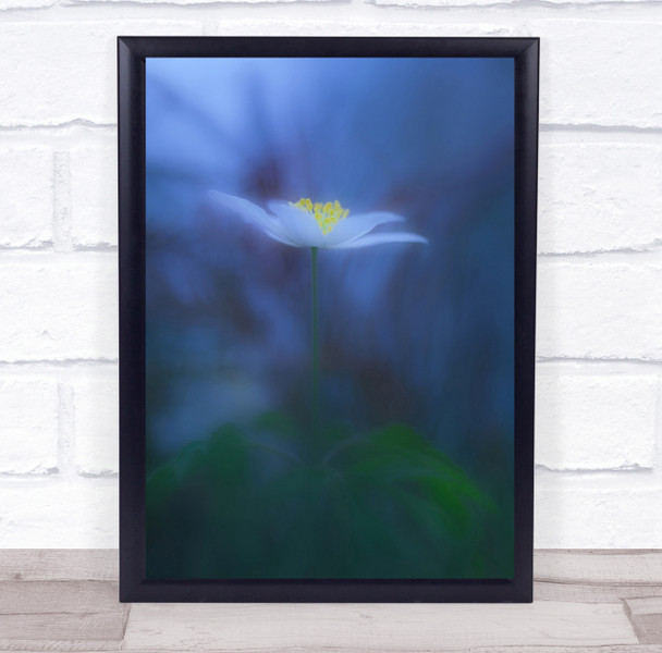 Anemone Flower Plant Stalk Sweden Soft Toned Monocolour Bokeh Wall Art Print