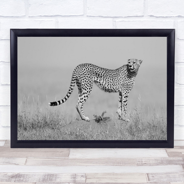 Cheetah Serengeti Tanzania Africa Feline Grass Bokeh Wildlife Wall Art Print