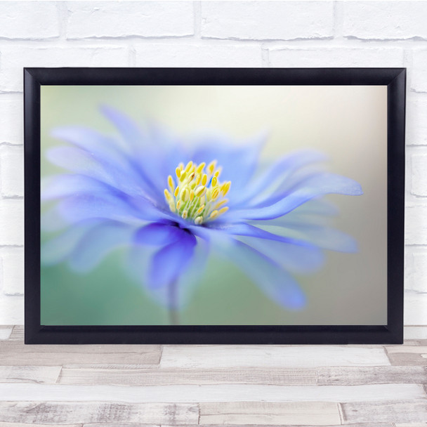 Flower Flora Bloom Single Blue Fresh Nature Floatypetals Flow Wall Art Print