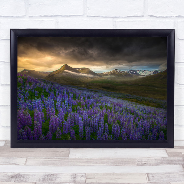 Landscape Flower Wildflower Flowers Wildflowers Iceland Lupin Wall Art Print