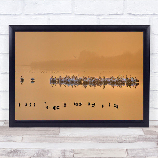 Pelicans Agamon Hula Israel Pelican Sunrise Dawn Morning Gold Wall Art Print