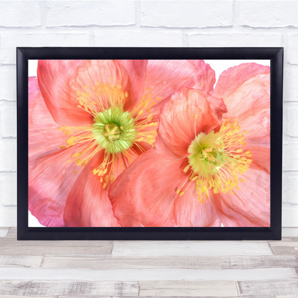 Poppy Papaver Summer Flower Nature Pink Floral Close-Up Macro Wall Art Print