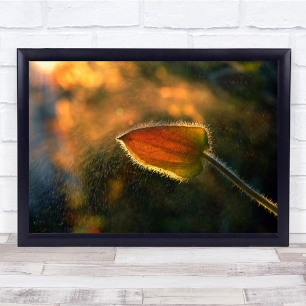 Rain Light Sunshine Macro Spray Splash Flower Bokeh Backlight Wall Art Print