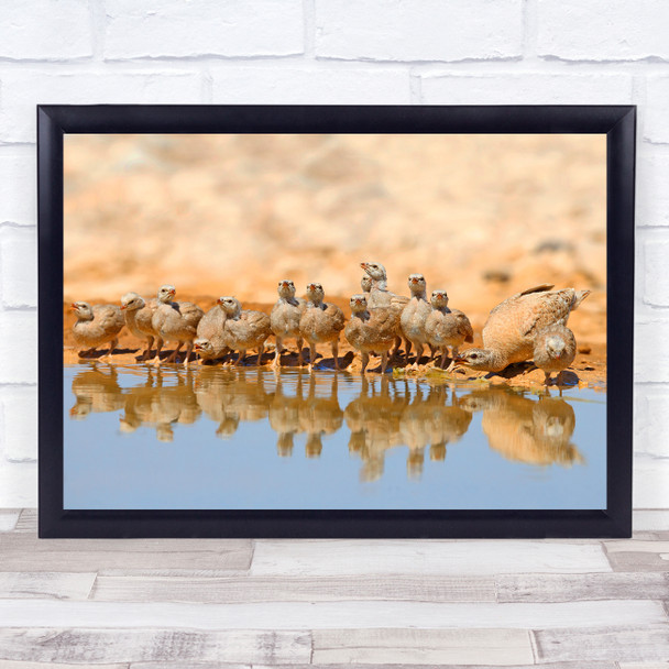 Sand-Partridge Bird Nature Family Juvenile Female Ezuz Israel Wall Art Print