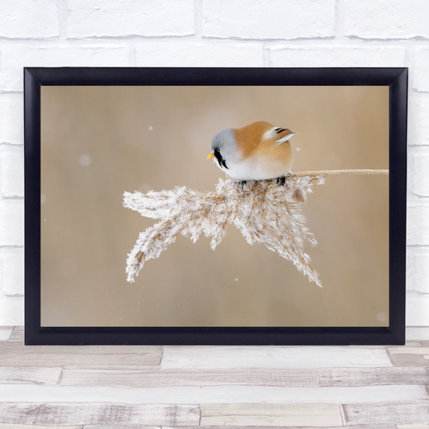 Wild Bird Wildlife Feather Feathers Nature Animal Winter Snow Wall Art Print