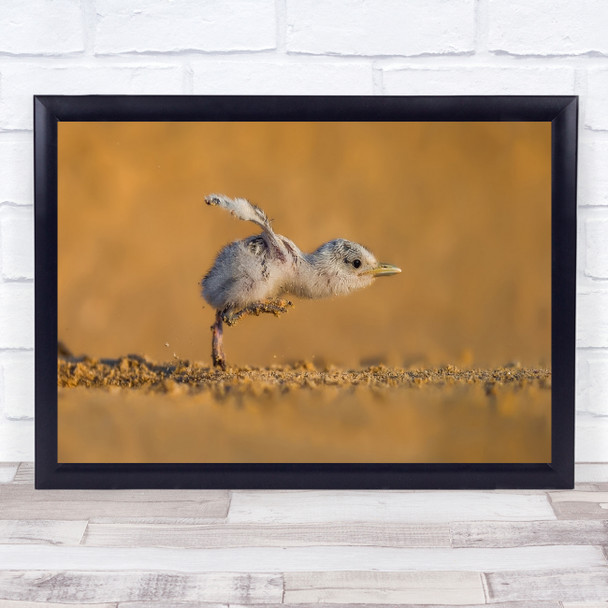 Wild Wildlife Animal Animals Bird Birds Speed Full Baby Child Wall Art Print