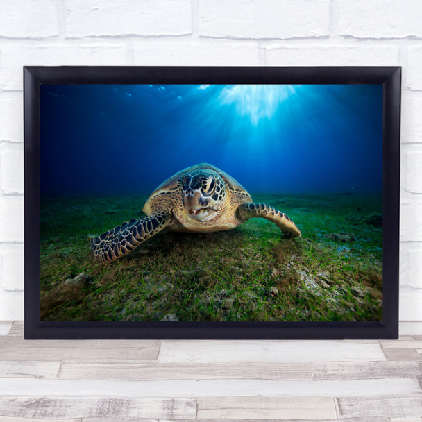 Turtle Green Chelonia Mydas Tortue Verte Underwater Mayotte Print - 1047398