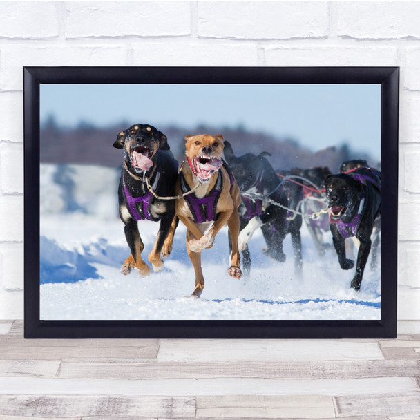 Action Dog Dogs Snow Winter Speed Rush Fast Run Running Sled Wall Art Print