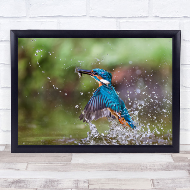 Kingfisher Bird Birds Wildlife Animal Motion Colours Fishing Wall Art Print