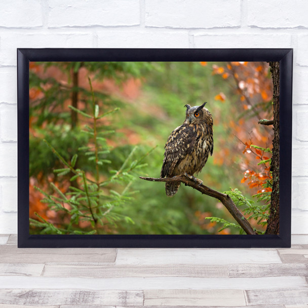 Owl Forest Wildlife Wild Nature Animals Branch Sitting Bokeh Wall Art Print