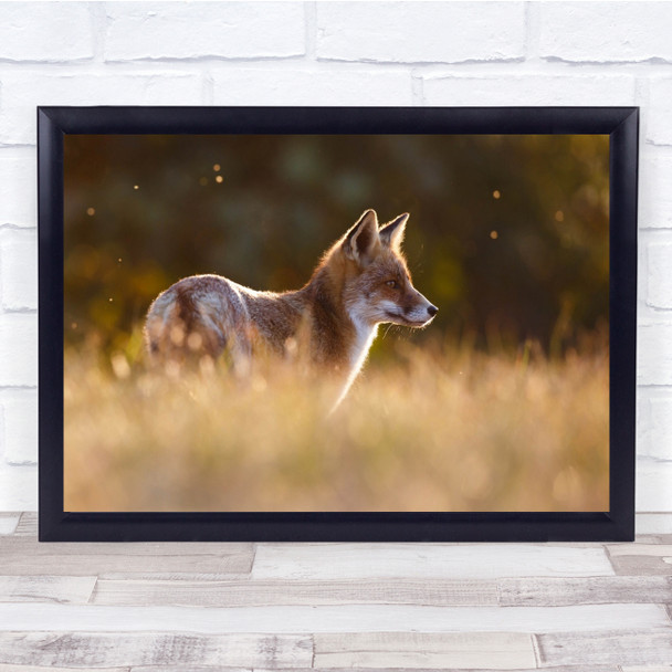 Red Fox Wildlife Wild Nature Animal Animals Bokeh Cute Grass Wall Art Print