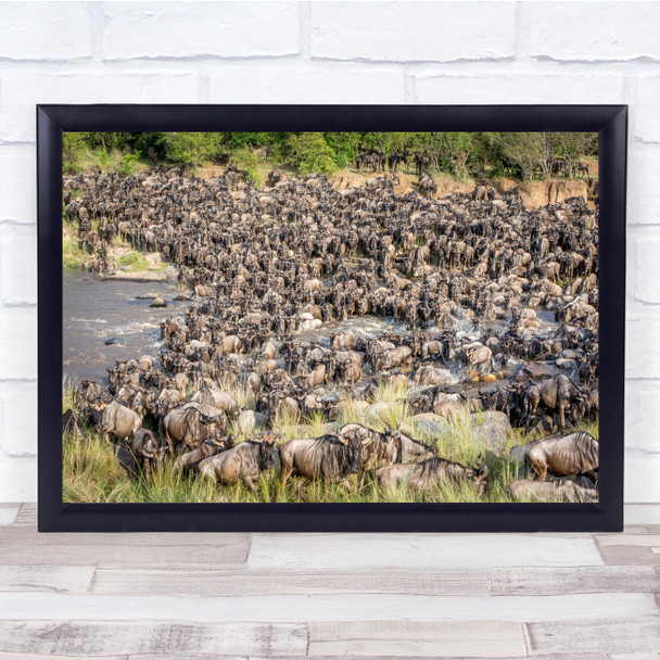 The Amazing great Herd of Wildebeest wildlife nature Animals Wall Art Print