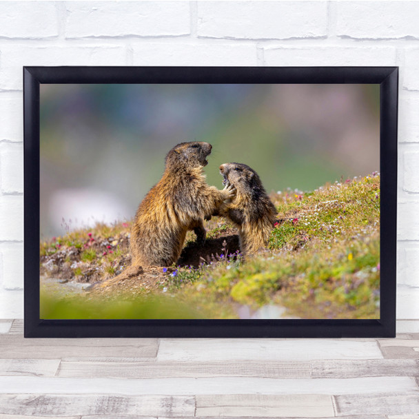 Wildlife Wild Animal Animals Nature Marmots Flock Herd Group Wall Art Print