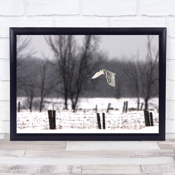 Winter Wings Cold Feathers Canada Owl White Flight Landscape Wall Art Print