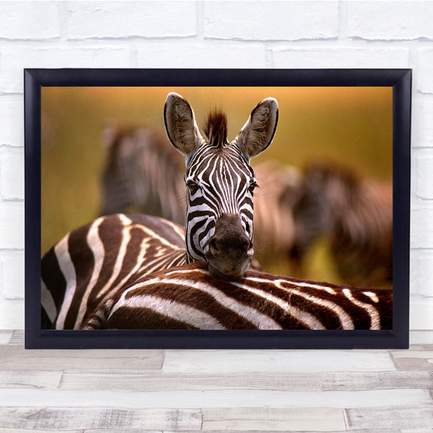 Zebra Wild Ngorongoro Tanzania Africa Wildlife Nature Animal Wall Art Print