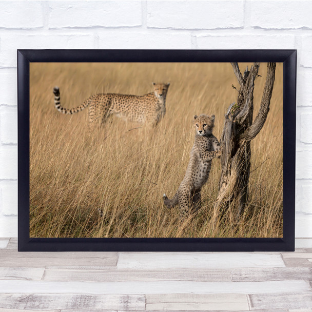 Cheetah Cubs Mara Kenya Africa Grass Cub Climb Tree Feline Masai Wall Art Print