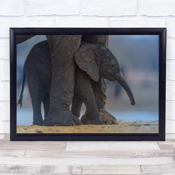 Elephant Calf Mother Cute Two Animals Safari Travel Plain Animal Wall Art Print