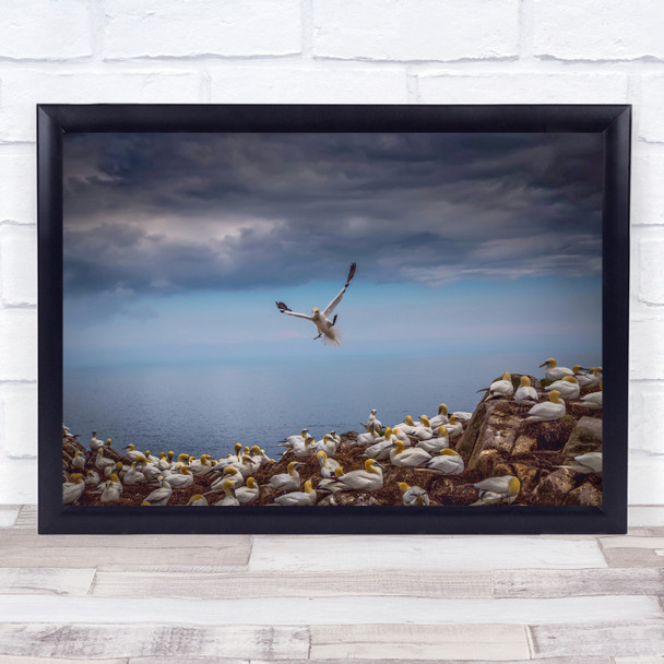 Gannet Bird Nature Saltee Island Wildlife Flight Ireland Crowded Wall Art Print