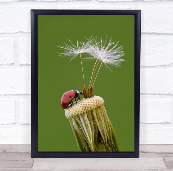 Ladybug Ladybird Flower Dandelion Insect Macro Seeds Drops Downy Wall Art Print