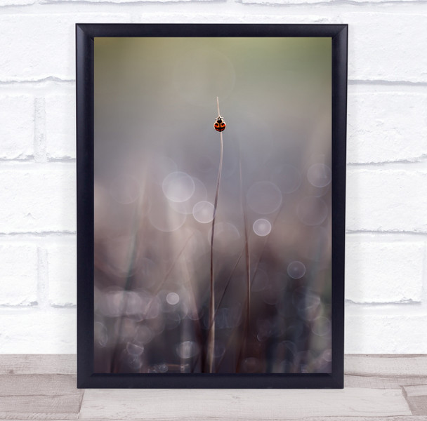 Macro Bug Bokeh Tiny Small Grass Alone Ladybird Climbing Climber Wall Art Print