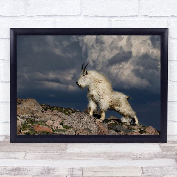 Nature Animal Wild Wildlife Goat Mountain Rock Proud Animals Sky Wall Art Print