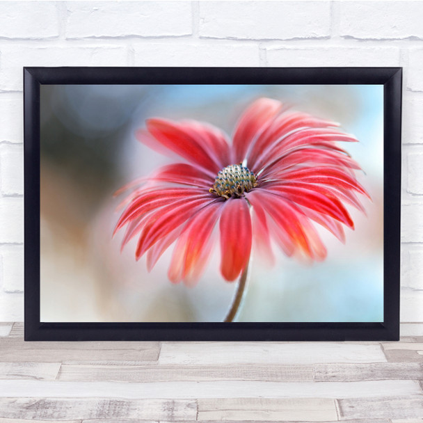 Osteospermum Cape-Daisy Summer Flower Floral Flora Nature Beauty Wall Art Print