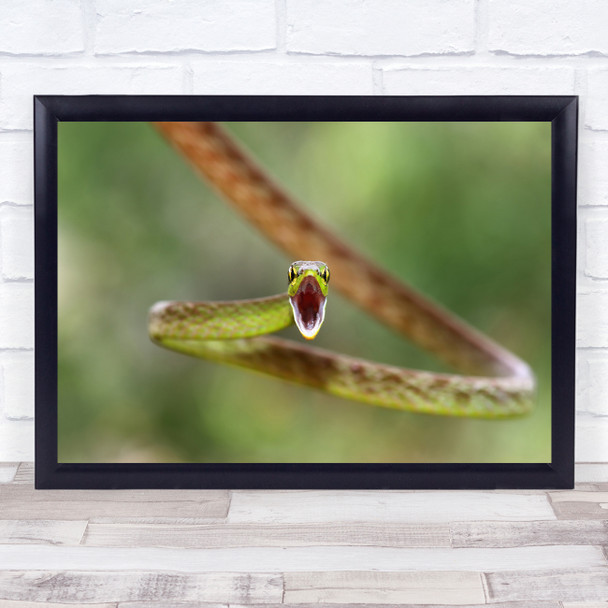 Snake Green Reptile Dangerous Teeth Mouth Wildlife Nature Parrot Wall Art Print