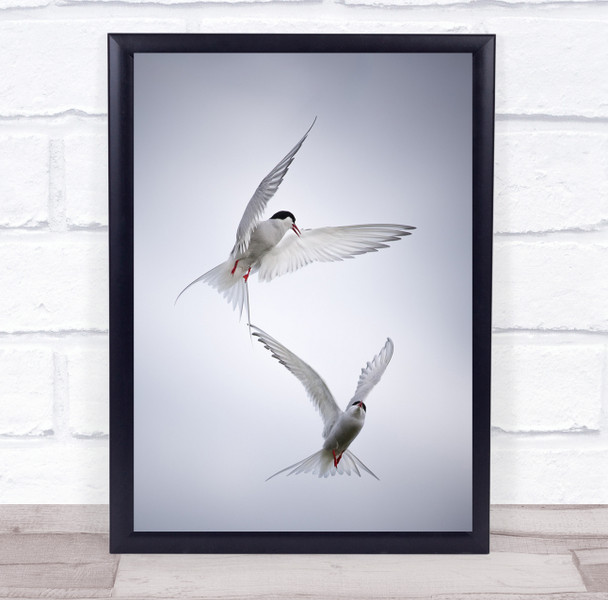 Arctic Tern Dancing Sky Feathers Birds Migratory Delicate Fight Wall Art Print