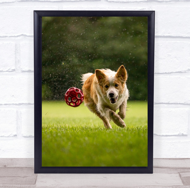 Dog Dogs Animal Animals Ball Chase Chasing Grass Bokeh Pet Pets Wall Art Print